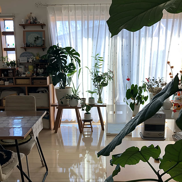 loliontoaliceveの-モンステラ 観葉植物 送料無料 モンステラ6号 プレゼント ギフト 卒業祝い 入学祝い 退職祝い 新築祝い 引越し祝い 開店祝い 開所祝い 開業祝い 移転祝い 誕生日 お礼 お祝い 結婚記念日 結婚祝い 就職祝いの家具・インテリア写真