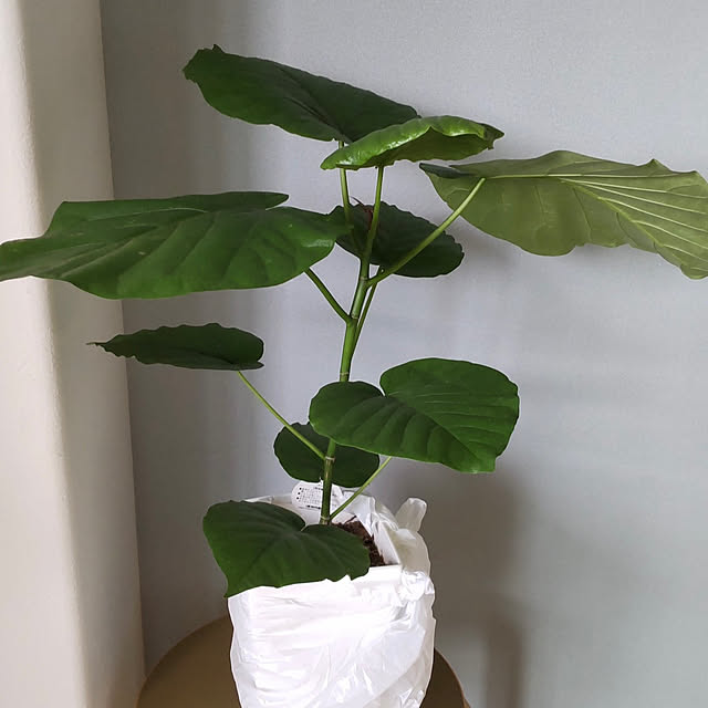 sakiさんの実例写真