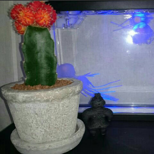 arioriさんの実例写真