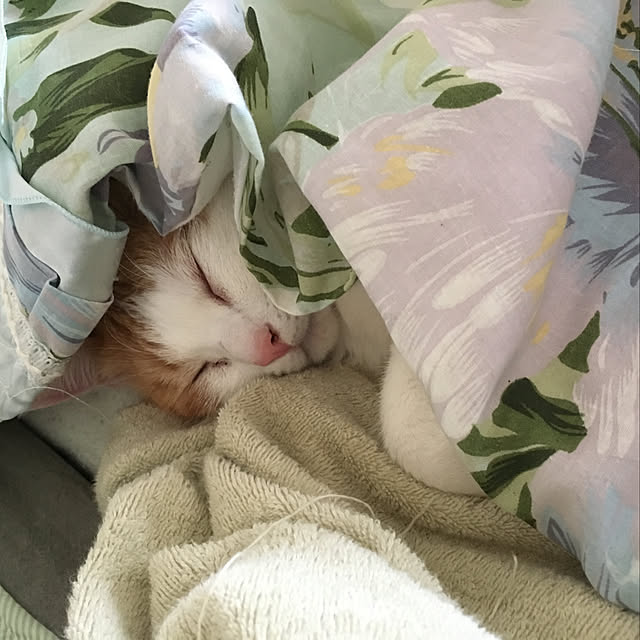 bikkeさんの実例写真