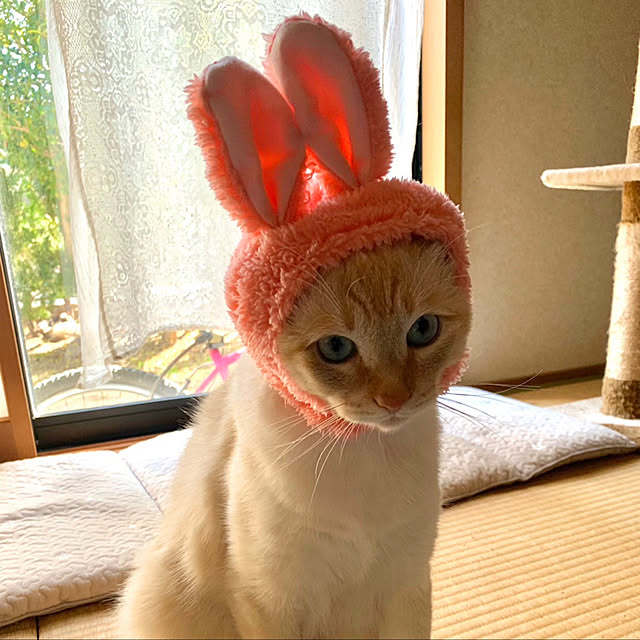 himetanさんの実例写真