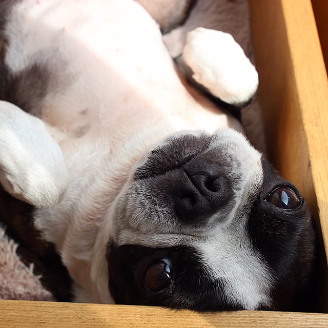 BOSTONさんの実例写真