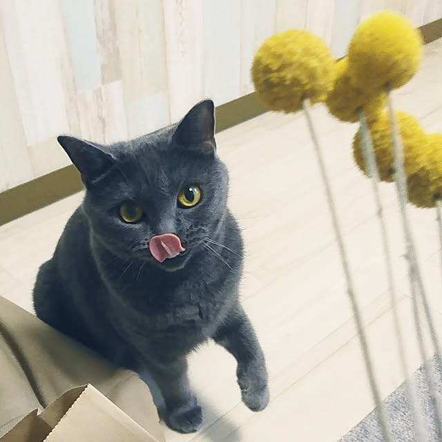 cocoさんの実例写真
