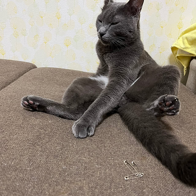 nekoさんの部屋