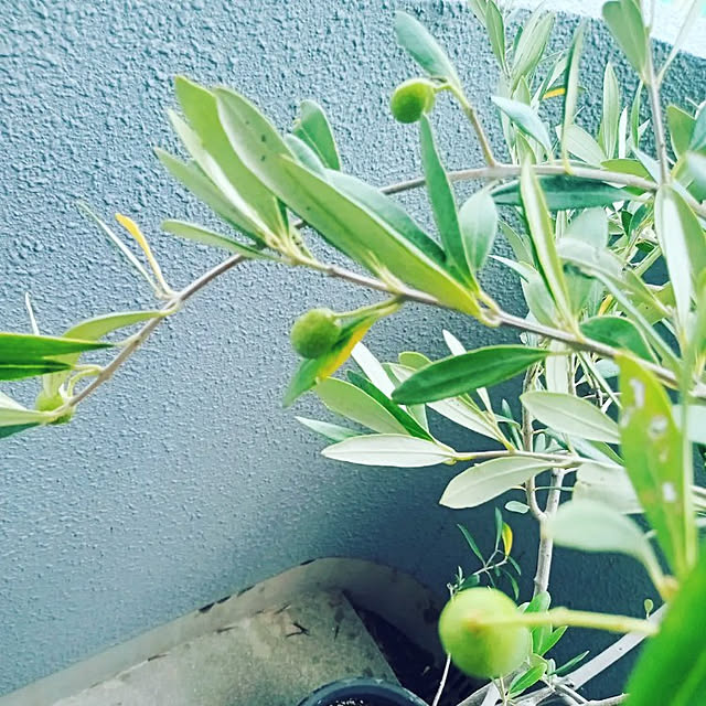 yukkoさんの実例写真