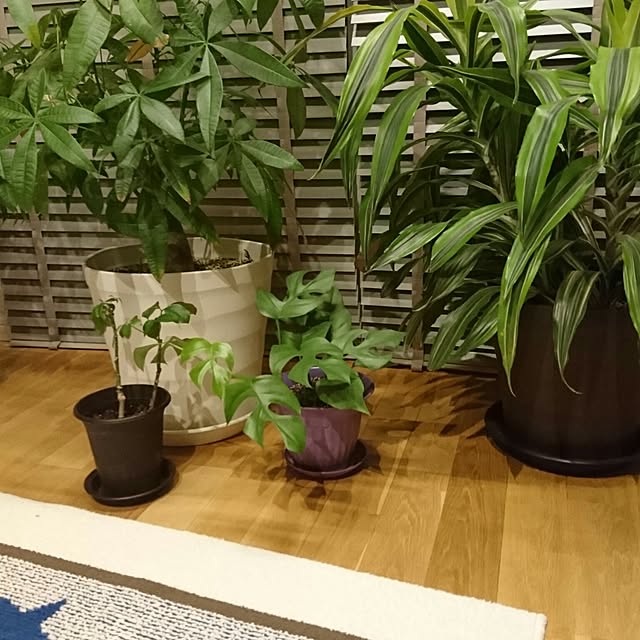 mi-aさんの実例写真