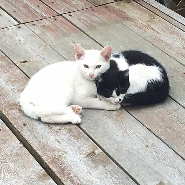 junmamaさんの実例写真