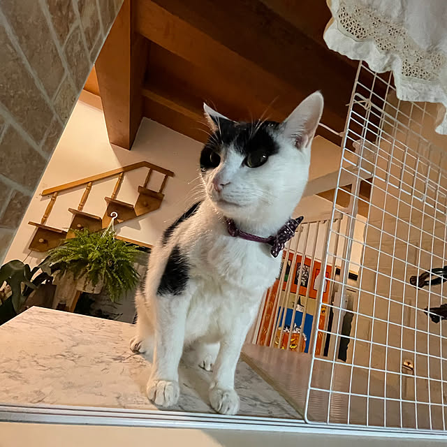 nekosamaさんの実例写真