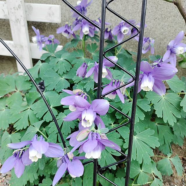 kiraさんの部屋