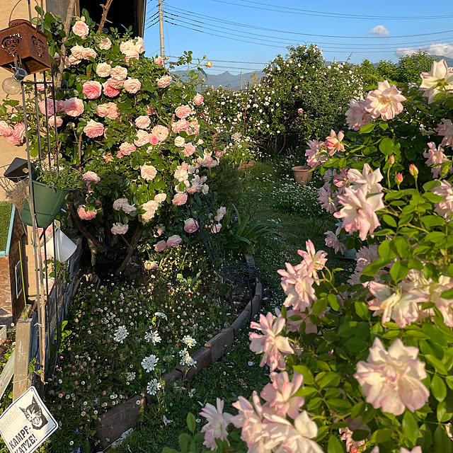 shigimiさんの実例写真