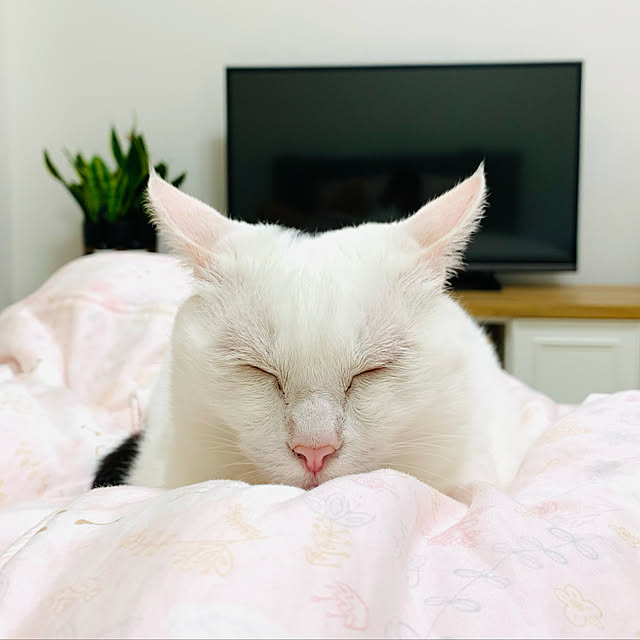 pcu110さんの実例写真