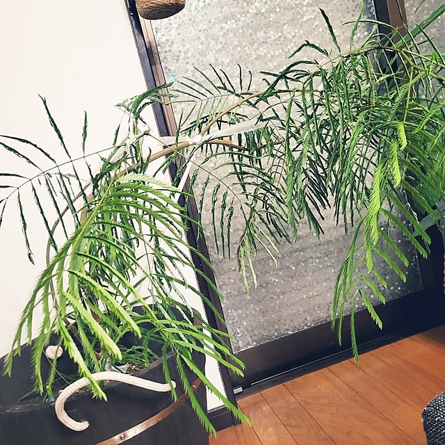 mimi828さんの実例写真