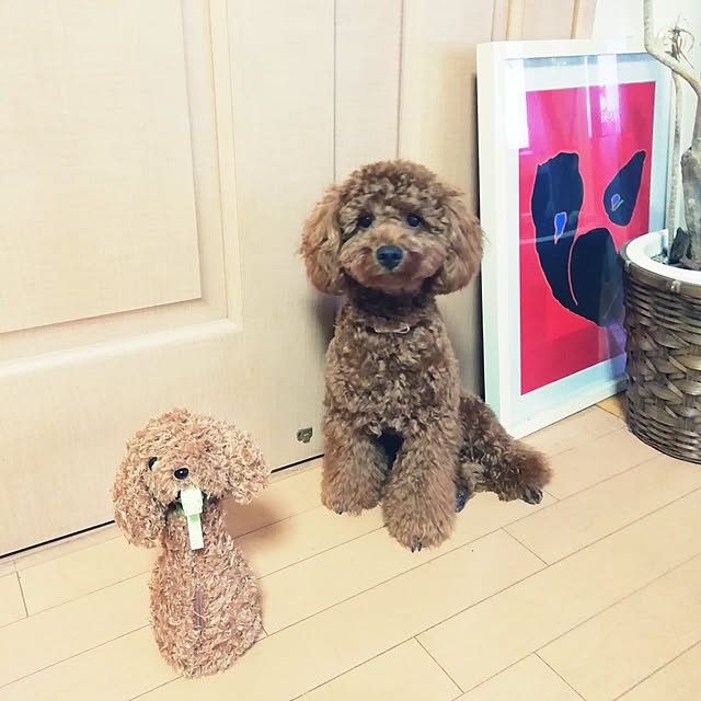 satochiさんの実例写真
