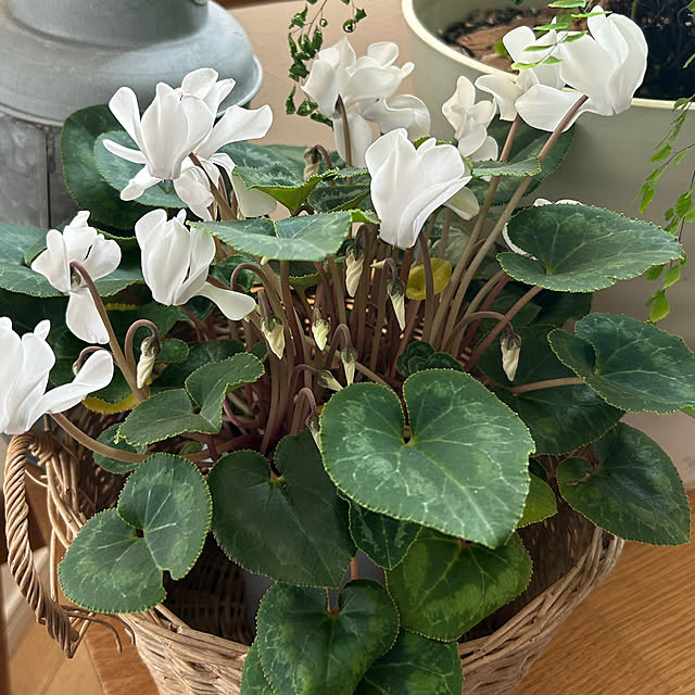 ya-さんの部屋