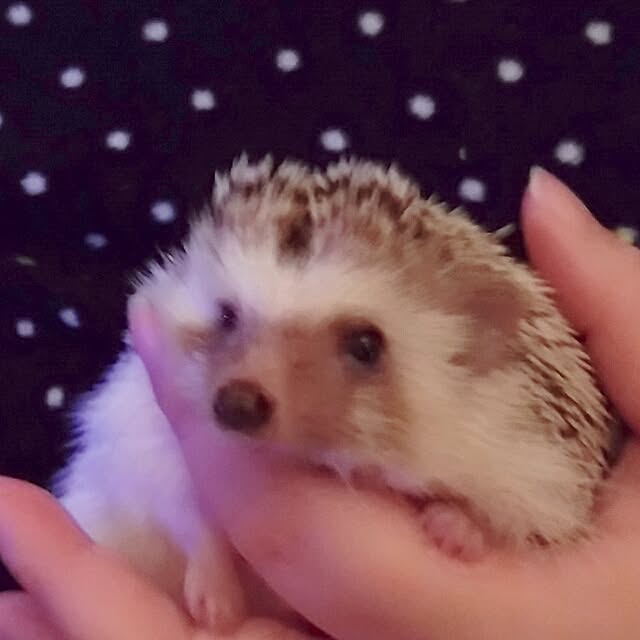 kuruさんの実例写真