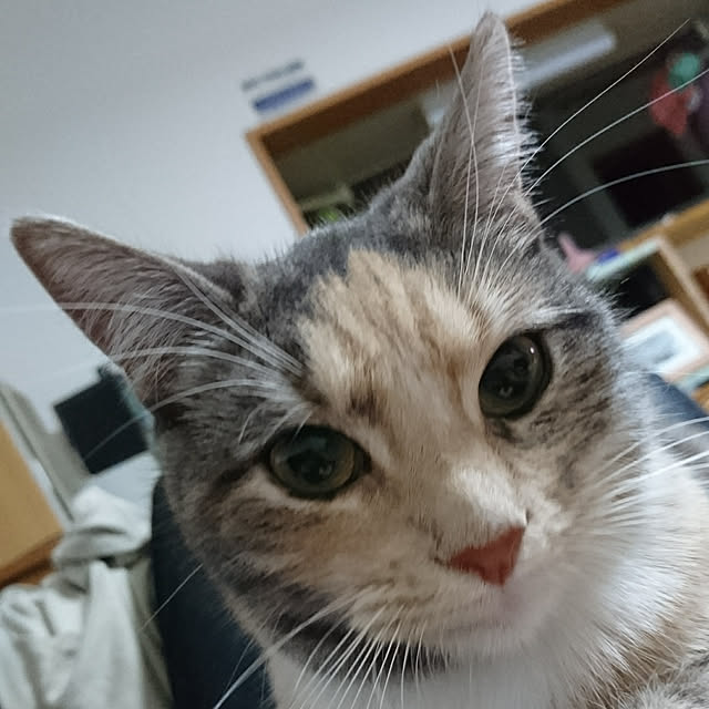 shinobuさんの実例写真