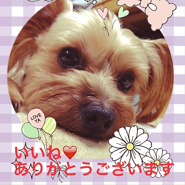 chimiさんの実例写真
