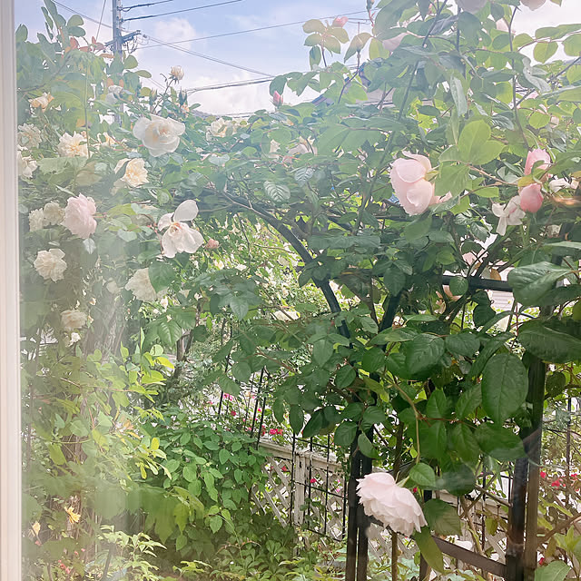 Tupemamaさんの部屋