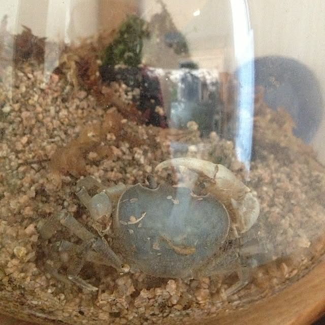 dicekbeetleさんの実例写真