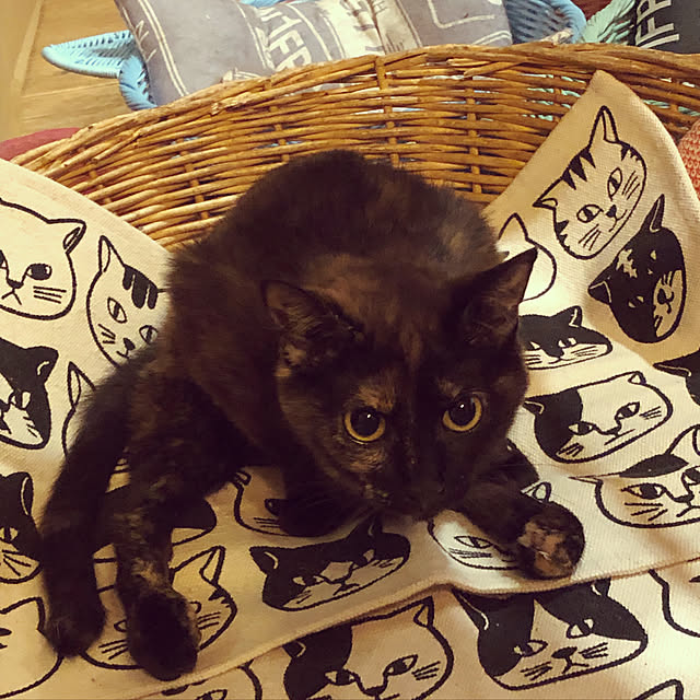 Maki-nekomamireさんの実例写真