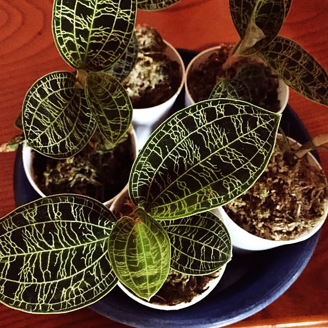玄関/入り口/マコデス・ペトラ/ジュエルオーキッド/観葉植物/緑のある暮らしのインテリア実例 - 2017-03-29 22:50:48