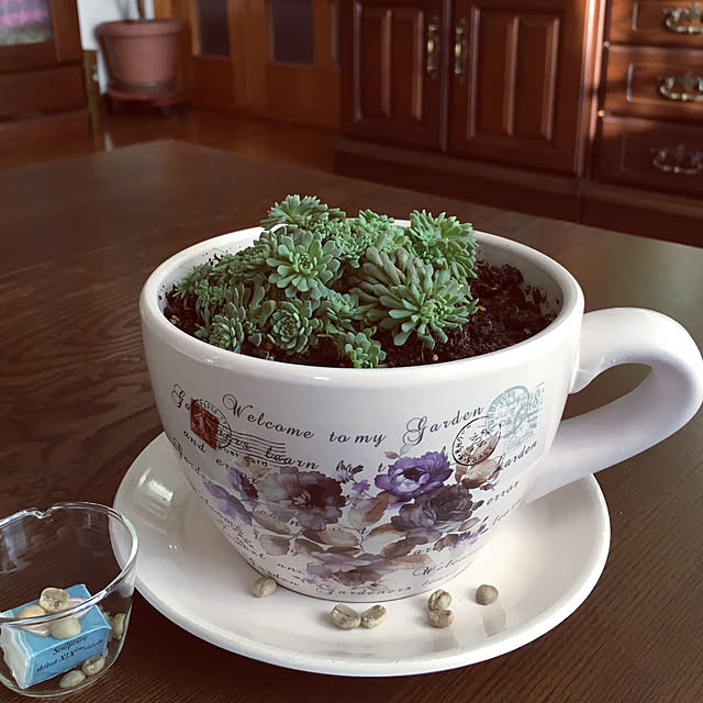 コーヒーカップ型植木鉢のおすすめ商品とおしゃれな実例 コーヒーカップ型植木鉢のおすすめ商品とおしゃれな実例