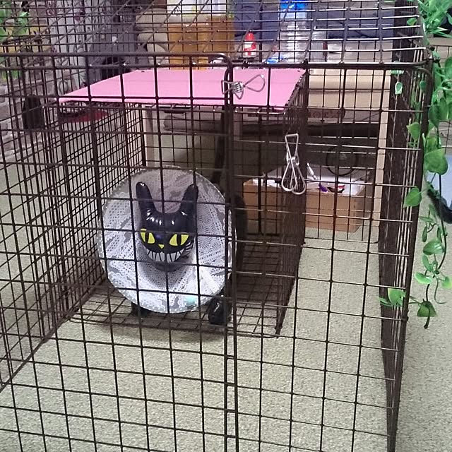 simaumaさんの実例写真