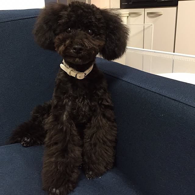 gousetsuさんの実例写真