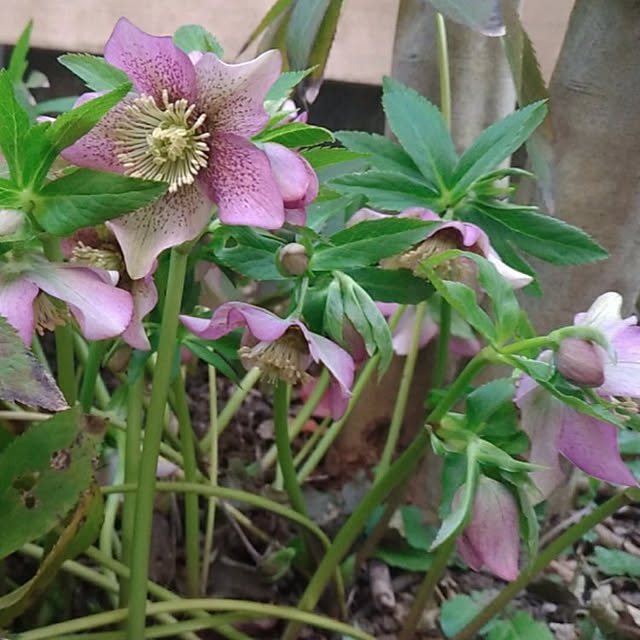 magnoliaさんの実例写真