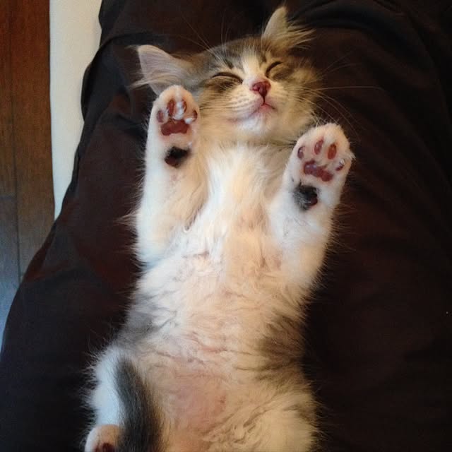 fuuさんの実例写真