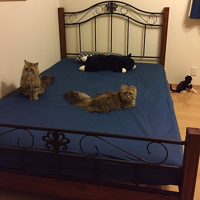 butachanさんの実例写真