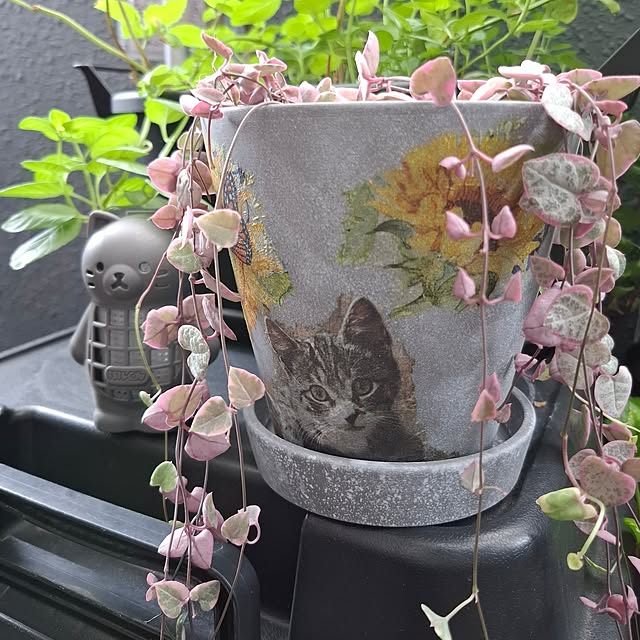 noaさんの実例写真