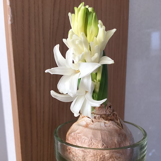 Gyaridoriさんの実例写真