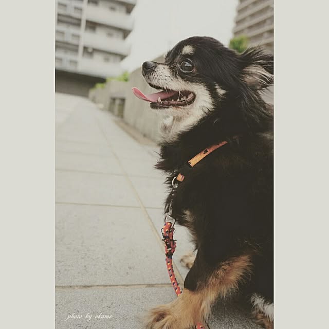 okameさんの実例写真