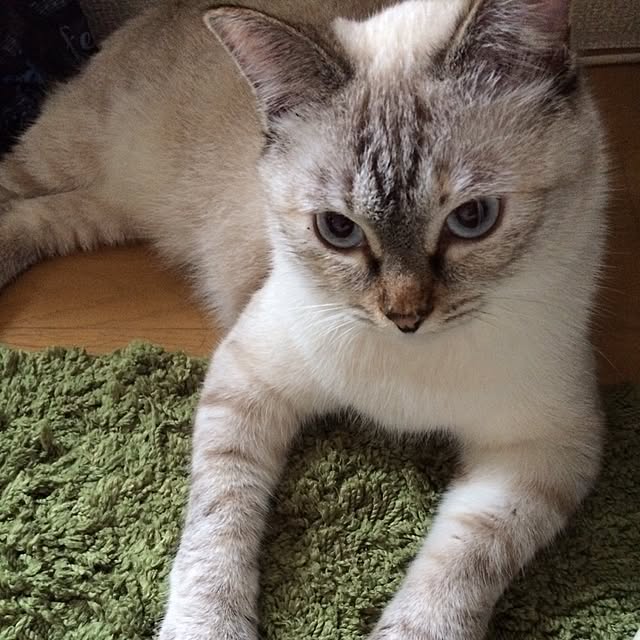 実例写真