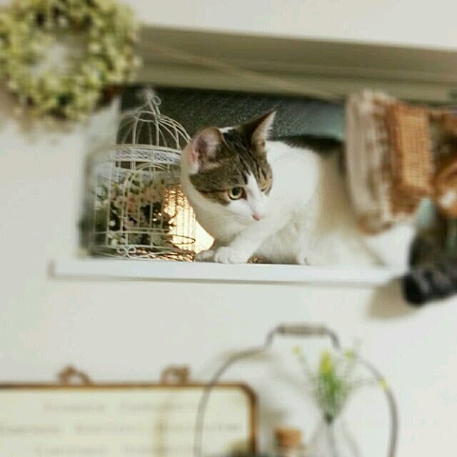 yururiragardenさんの実例写真