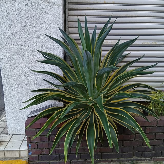 mikeさんの実例写真
