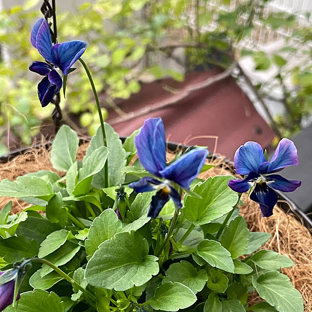 shiropenguinさんの実例写真