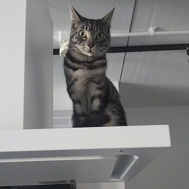 dsimbaさんの実例写真