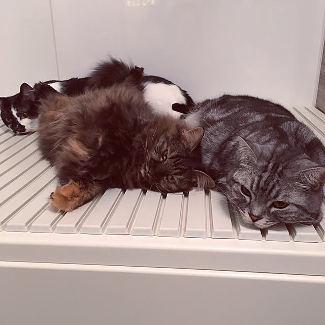 mikomaruさんの実例写真
