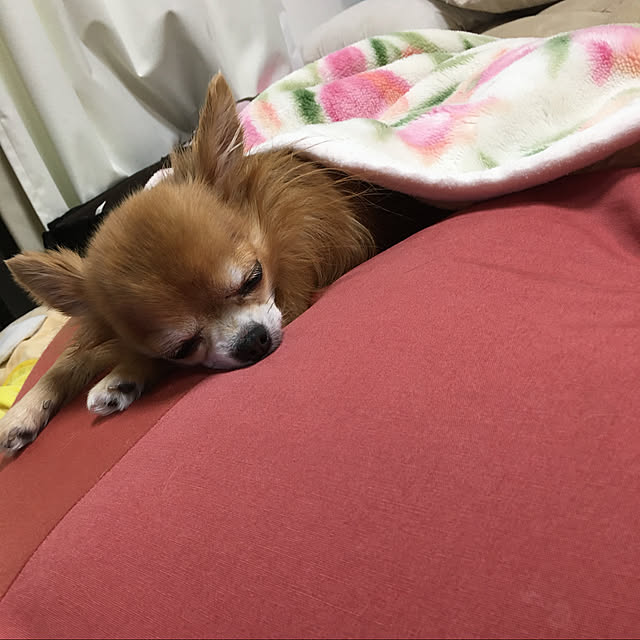 koroさんの実例写真