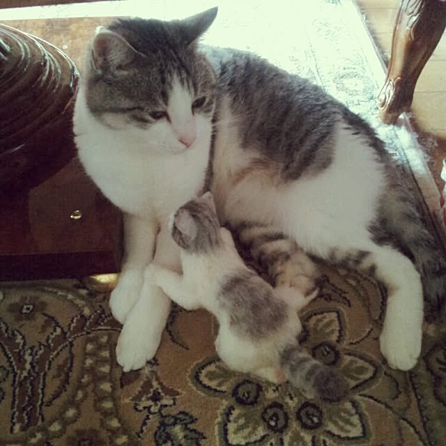 emmyyさんの実例写真