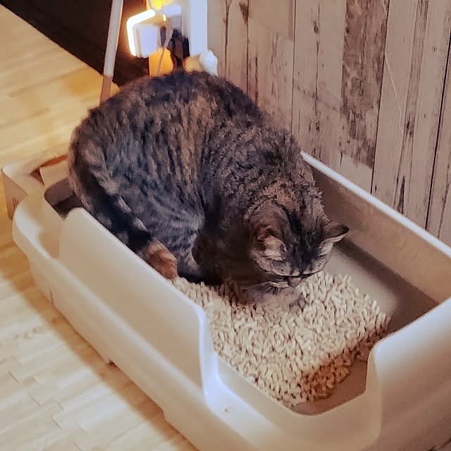 実例写真