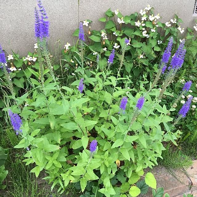 実例写真