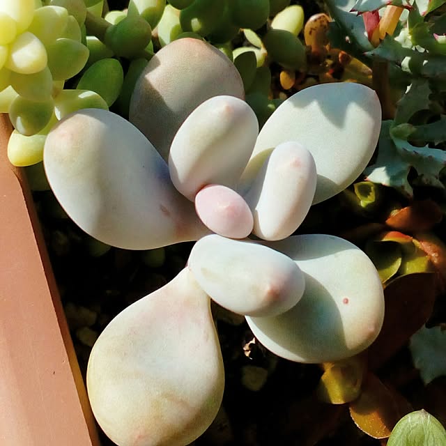 VERANDARJUNさんの実例写真