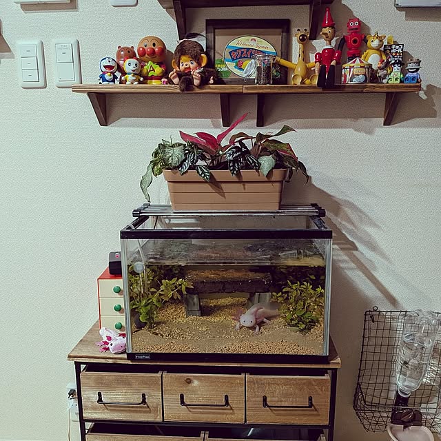 umeboshicyanさんの実例写真