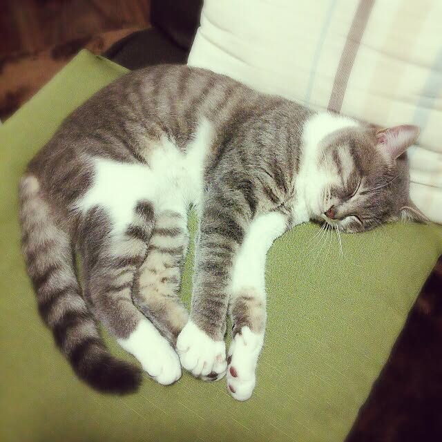 lovepandaさんの実例写真