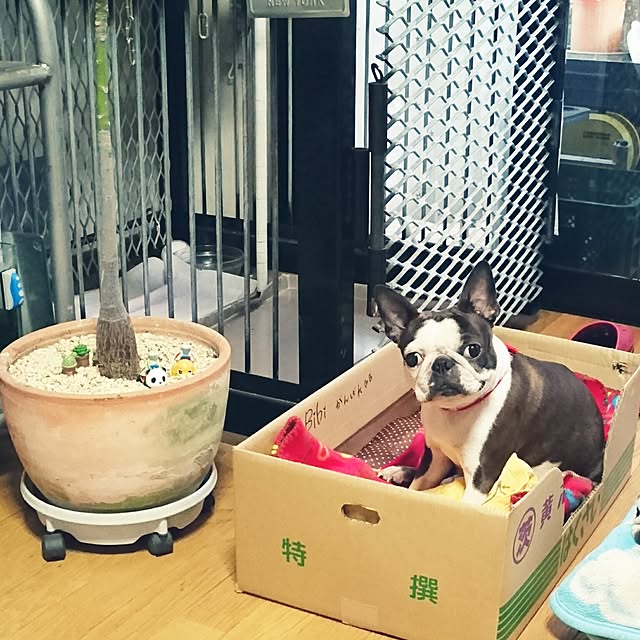 maiさんの実例写真
