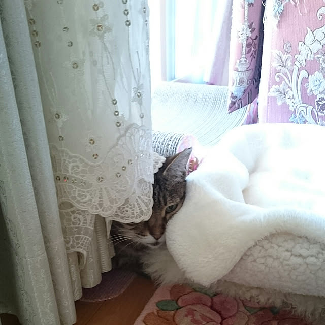 lilyさんの実例写真