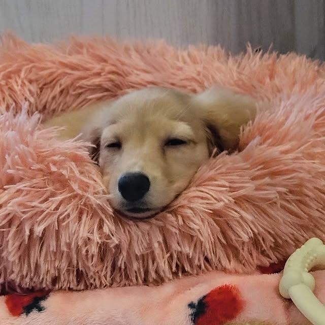 ponchanさんの部屋